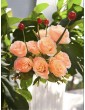 Ramo de rosas de 42 cm, 10...